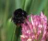 [image 1/bee4591/jpg]