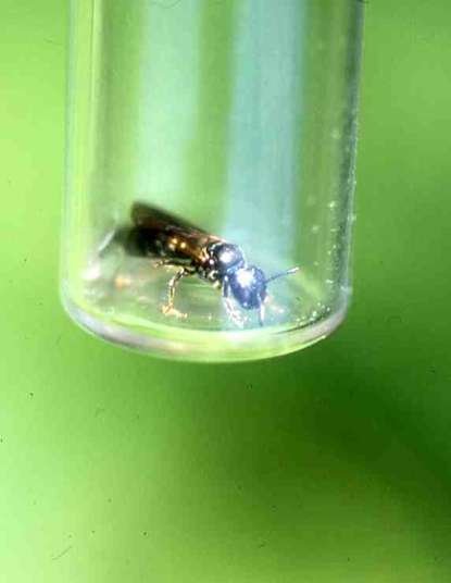 [image bee6593.jpg]