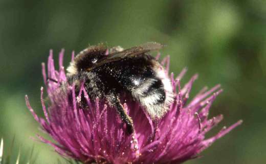 [image bee7594.jpg]