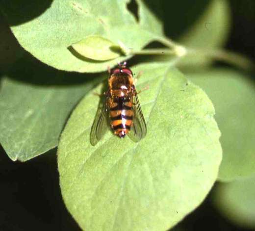 [image bees1588.jpg]