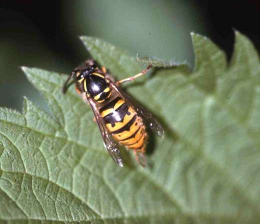 [image bees2589.jpg]