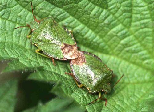 [image btlbugsx2076.jpg]