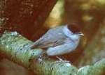 [image 6/blackcap/jpg]