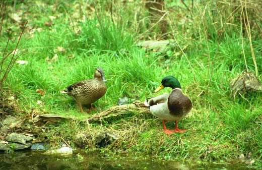 [image duck2613.jpg]