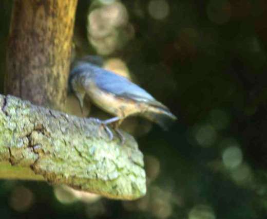 [image nhtch2605.jpg]