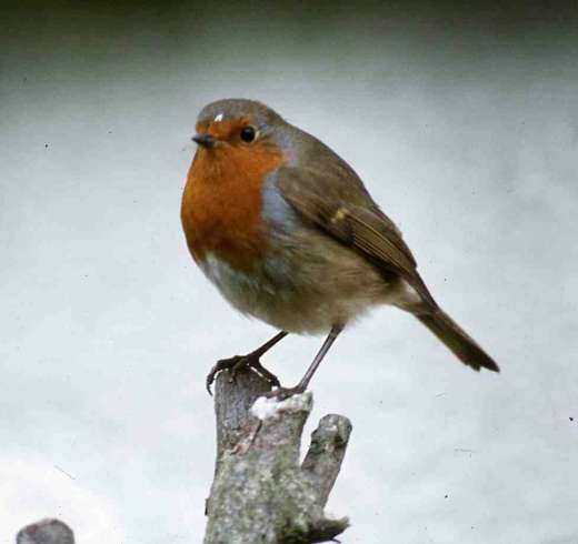 [image robin.jpg]