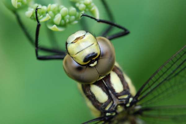 [image d885.jpg]
