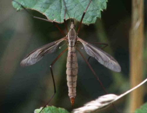 [image fly10106.jpg]