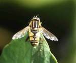 [image 8/fly5100/jpg]