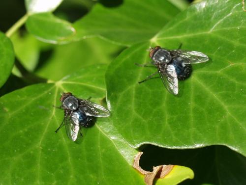 [image fly568.jpg]