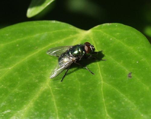 [image fly569.jpg]