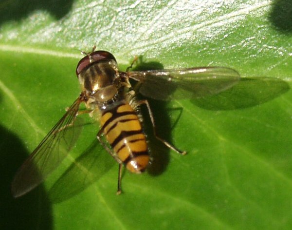 [image fly572.jpg]
