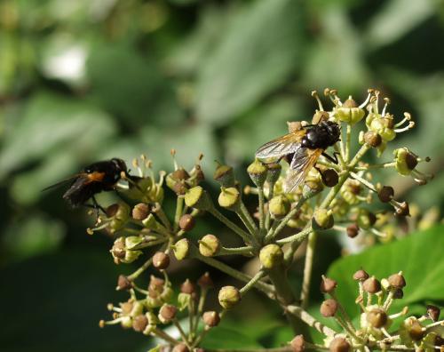[image fly588.jpg]