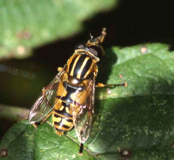 [image fly7102.jpg]