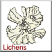 Lichens