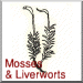 Mosses