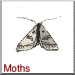 Moths