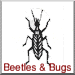 Beetles and Bugs