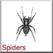Spiders
