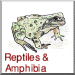 Reptiles & Amphibia