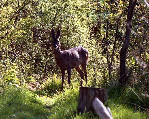[image deer2597.jpg]