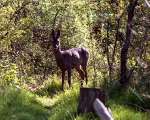 [image 4/deer2597/jpg]