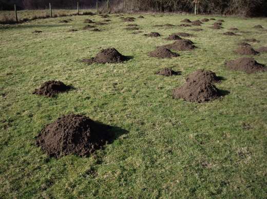 [image mole2086.jpg]