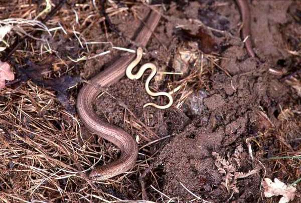 [image 1reptile676.jpg]