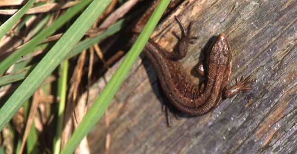[image 3reptile678.jpg]