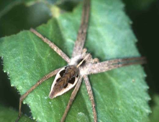 [image spider4080.jpg]