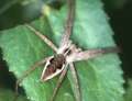[image 12/spider4080/jpg]